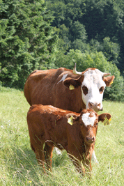 Kühe auf der Weide