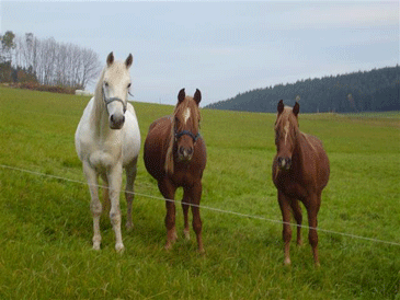Unsere Pferde Janusch, Ghethan und Rio